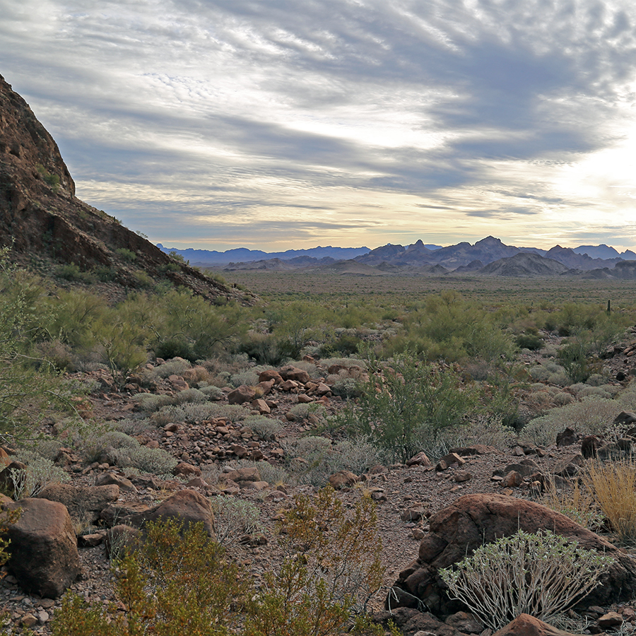 A view of the Colorado Desert near Quartzsite