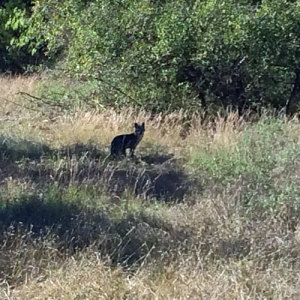 Silent and watchful fox