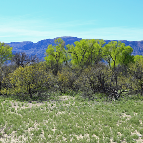 This grove of cottonwoods seems to pop up out of nowhere