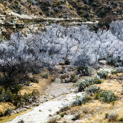 The icy trees of Bell Canyon