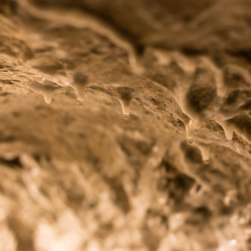 As water permeates the rock, it picks up calcium bicarbonate, which creates formations at an agonizingly slow rate. These are about 80 years old and as long as a thumbnail is wide.