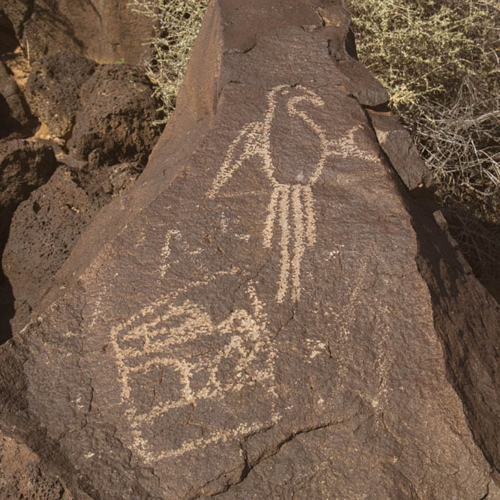 The Macaw Trail is named for this petroglyph