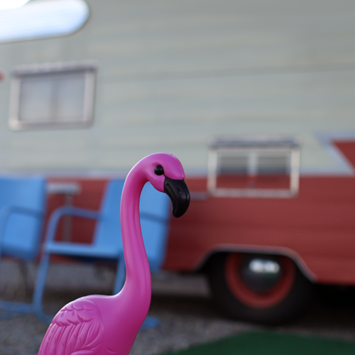 A red and white Shasta is a perfect backdrop for a flamingo lawn ornament