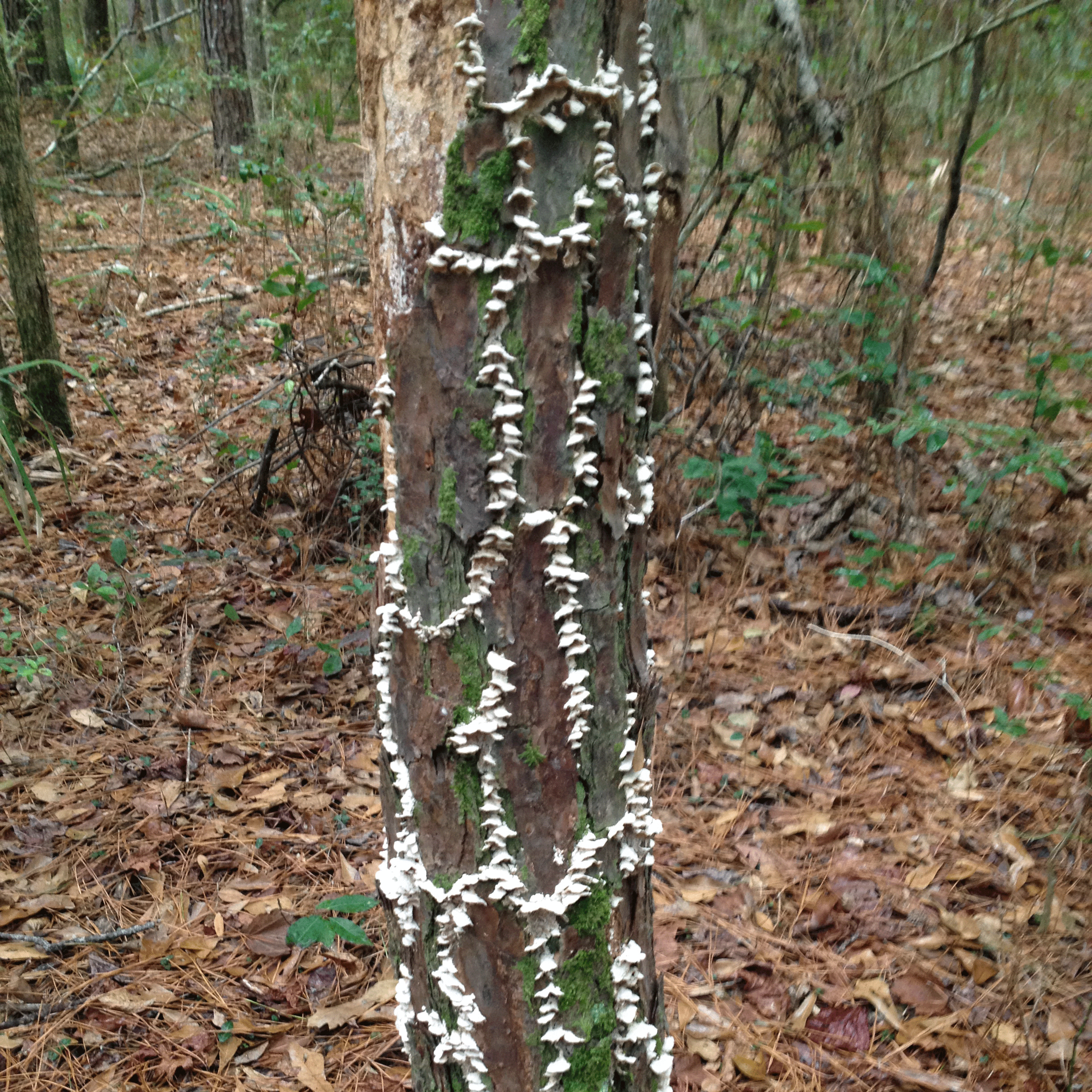 Fungus grows along the breaks in this tree's bark