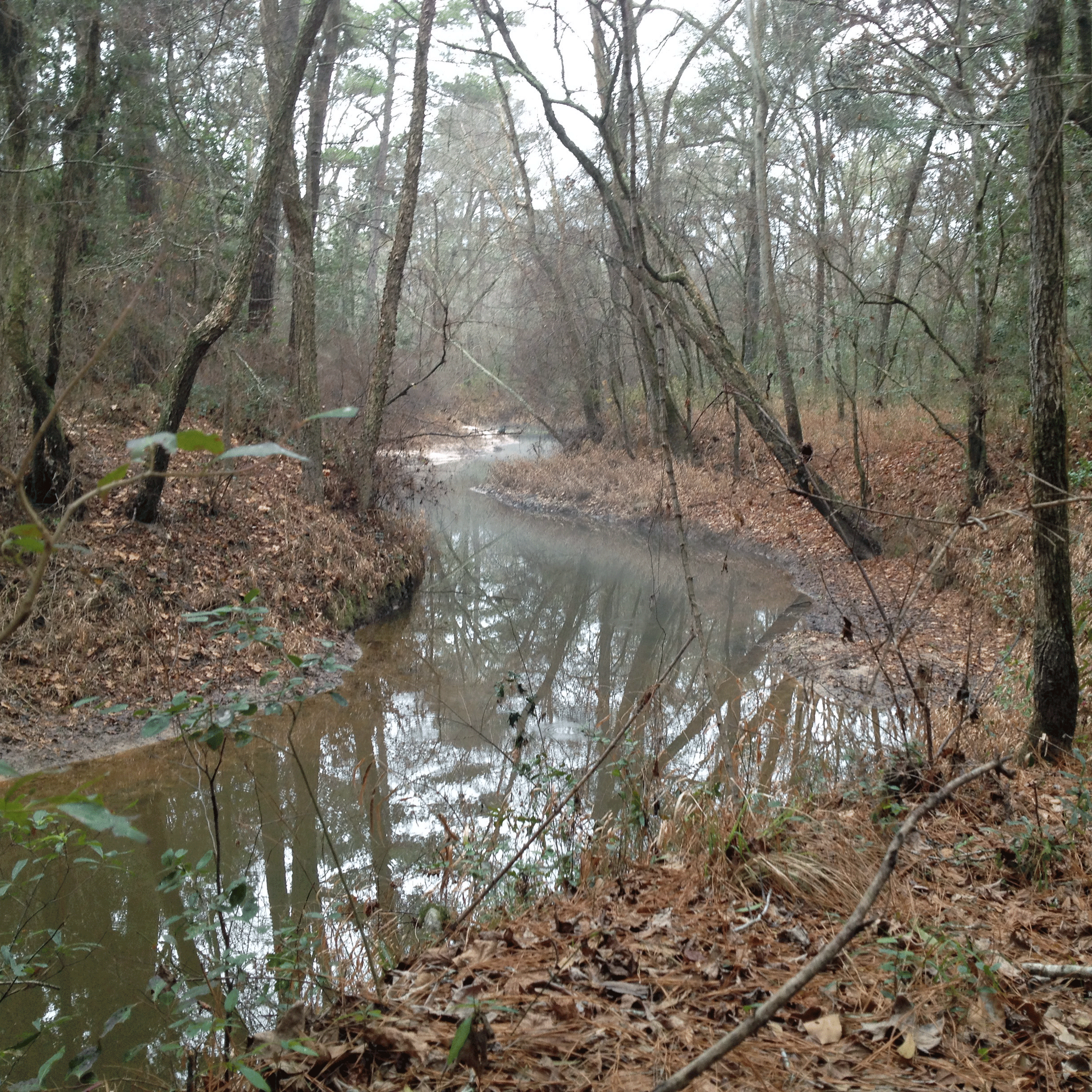 The meandering Winters Bayou is covered in a light haze of mist
