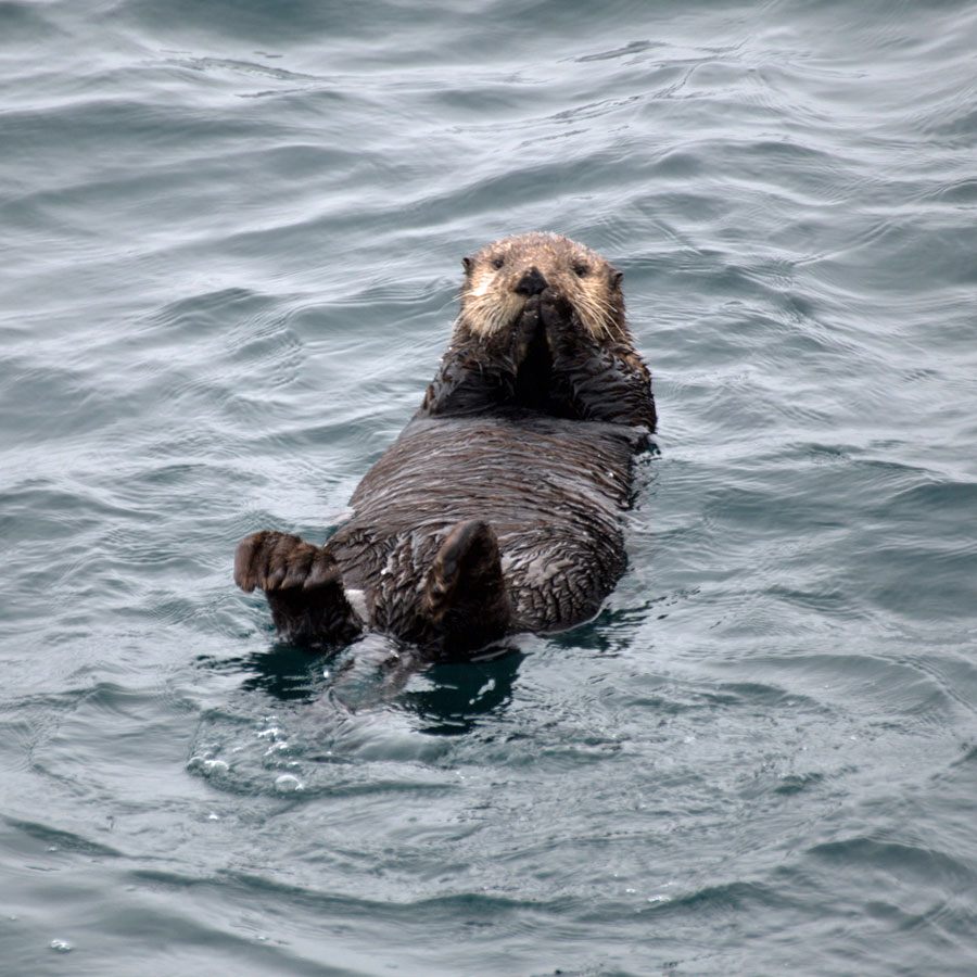 Sea otters live their whole lives on the water