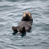 Thumb sea otter