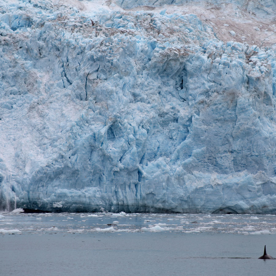 The glacier calves on the left while a transient killer whale visits on the right