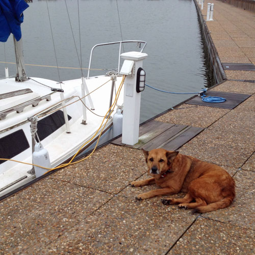 Brownie and her owner's boat
