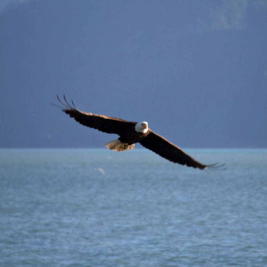 Nation's emblem out fishing