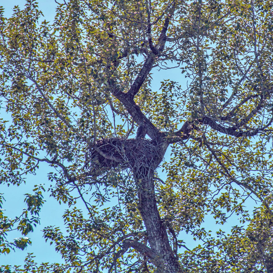Can you spot the bald eagle in the nest?
